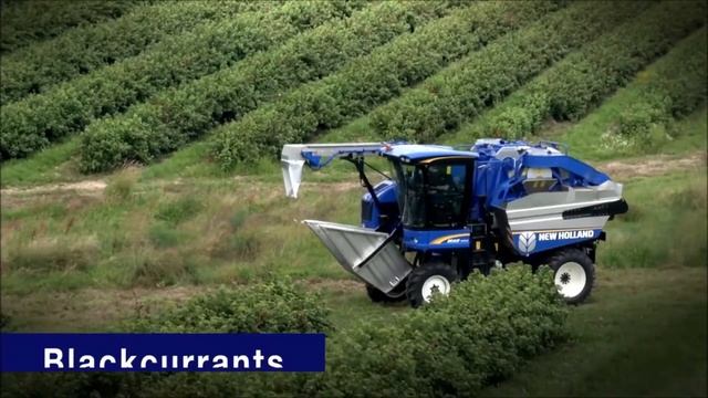Виноградо-уборочный комбайн New Holland Braud смотреть онлайн