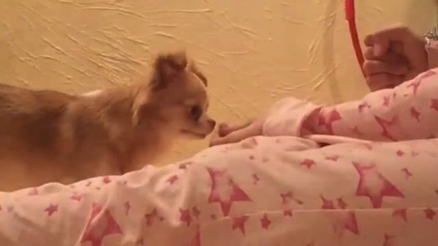 Как Научить Собаку Команде "прыжок" // Команды#2 смотреть онлайн