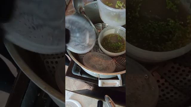 пересадка протокормов на новую питательную среду(семена орхидей подросли) смотреть онлайн