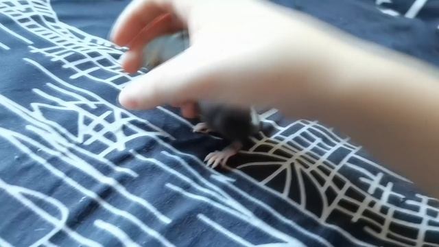 ВЗЯЛА КРЫСЯТ НА ПЕРЕДЕРЖКУ. ПРИРУЧАЮ ИХ К РУКАМ смотреть онлайн