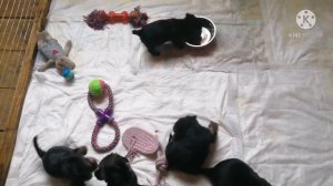 Щенки йоркширского терьера 1 месяц. Первый прикорм.