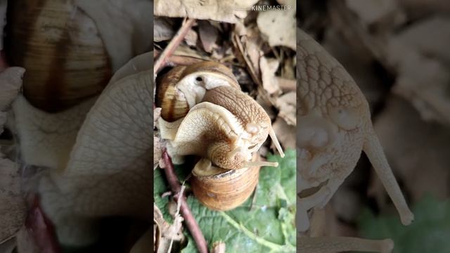 Виноградные улитки весной.