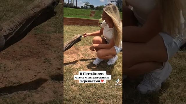 А вы знали, что в Паттайе есть гигантские черепахи?))) #жизньвтаиланде #таиланд #паттайя #черепахи смотреть онлайн