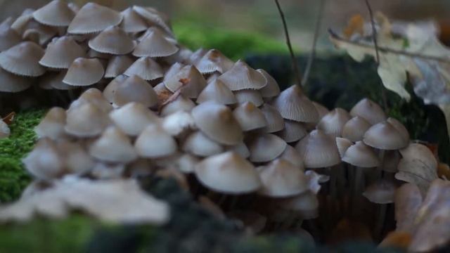 Sony Alpha NEX-5R + Helios 44 смотреть онлайн