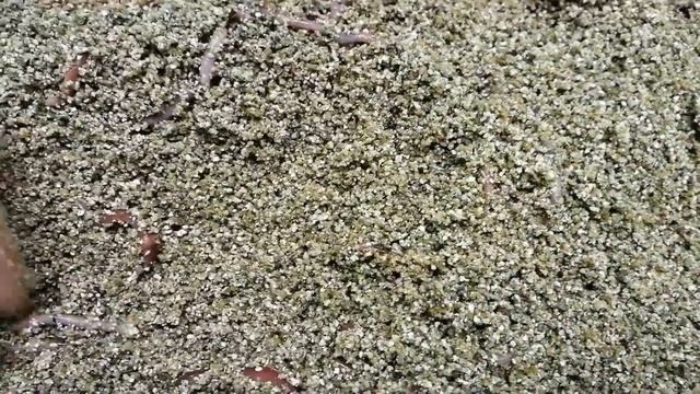 Разведение червей в вермикулите (Агровермикулит) смотреть онлайн