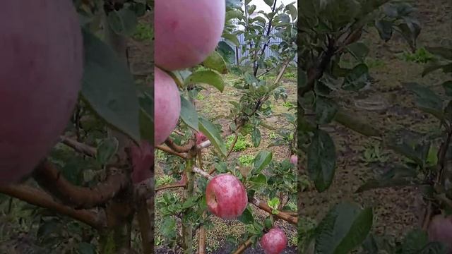 яблоня 23.09.22. покупали как снежный кальвиль. смотреть онлайн