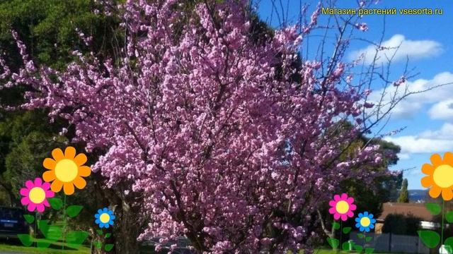 Слива блайра Яичная синяя. Краткий обзор, описание характеристик prunus blireana moseri смотреть онлайн