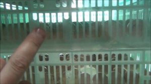 Режим инкубации Цесарка бройлерная, индюк Хайбрид Конвертер