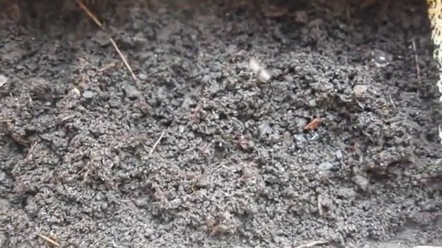 Разведение КРАСНЫХ/навозных червей для рыбалки. Как вырастить/хранить в домашних условиях/квартире. смотреть онлайн