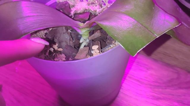 violacea "blue-indigo" + sib смотреть онлайн