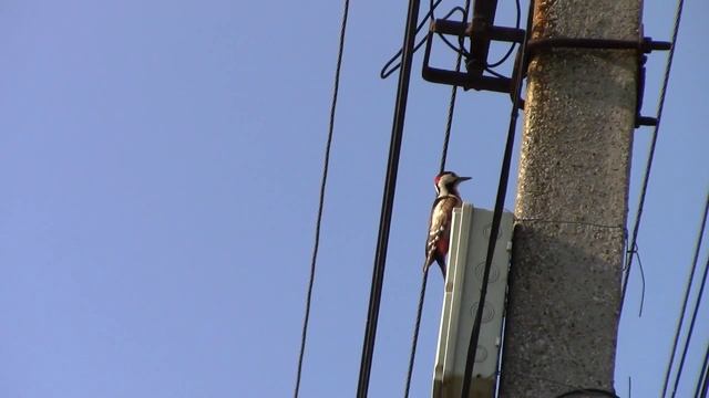 Зачем дятлу интернет ??? смотреть онлайн