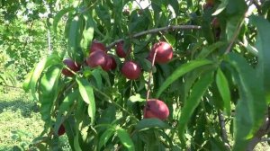 Нектарин Фентези (Фантазия)/ Превосходный вкус, высокая устойчивость к морозам и заморозкам