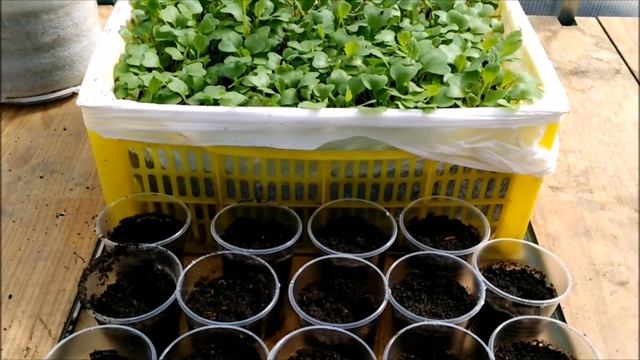 ПИКИРОВКА КАПУСТЫ БЕЛОКОЧАННОЙ. КОРОТКО И ЯСНО.