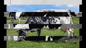 Черно-пестрая порода коров. Характеристика породы.