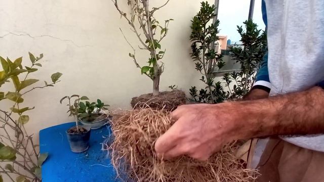 How to repot safely/ Repotting of Hibiscus Plant/ Learn repotting in 8 easy steps/ Safe way to repo смотреть онлайн