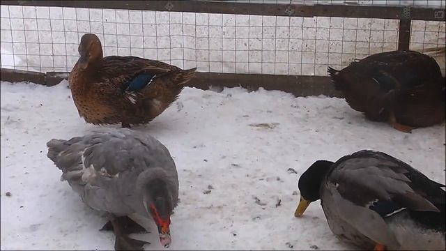 Как правильно инкубировать яйца, с разорванной воздушной камерой. Руанские утки. смотреть онлайн