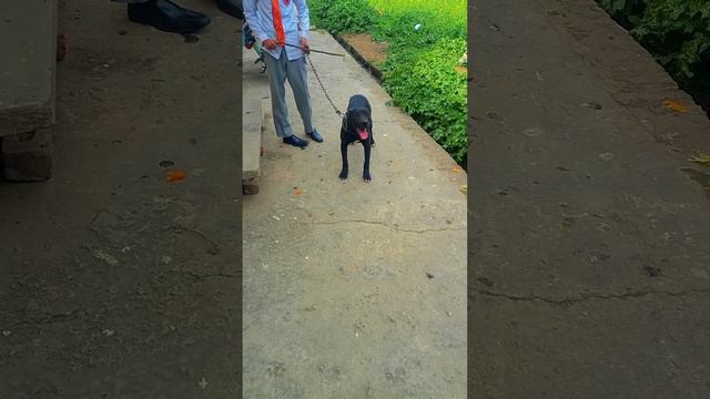 Pitbull Dog Lover and Blog and very Dangerous Dog #video #viral #dog смотреть онлайн