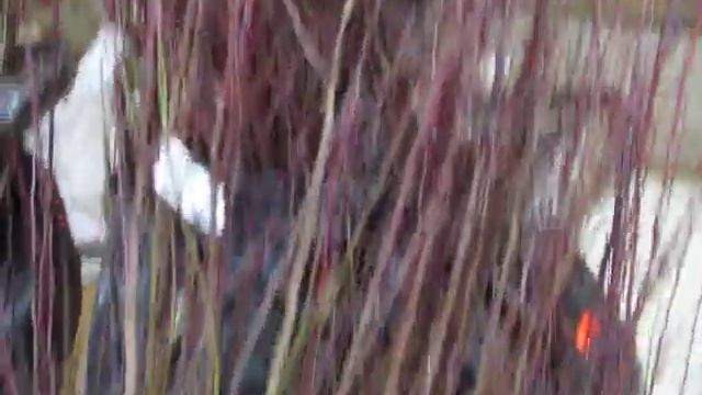 Абрикосы севера 1 смотреть онлайн