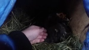 Индоутка села на яйца зимой