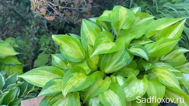 Хоста новинка Оби-Ван Кеноби ( Obi-Wan Kenobi ) в моем саду