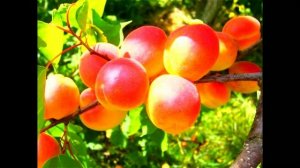 Сонник Абрикосы