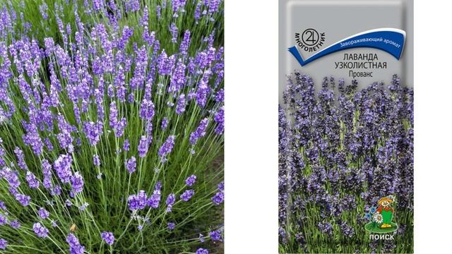 Розы и Многолетники в Цветнике. Самые красивые сочетания роз с многолетними цветами в саду смотреть онлайн