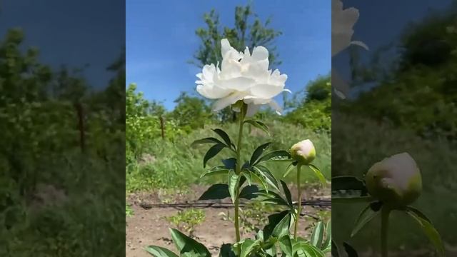 Пион “Miss America” ? смотреть онлайн