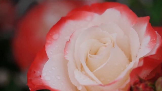 "Миллион алых роз". Елена Бажанова. смотреть онлайн