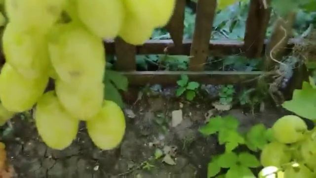 Мелодия Селекция Калугина В.М. на 07.09.21 смотреть онлайн