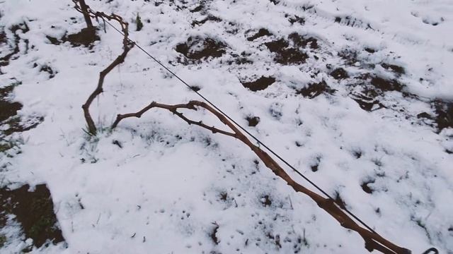 Укрытие винограда на зиму. Просто и отлично. смотреть онлайн