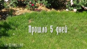 Как убрать проплешины на газоне