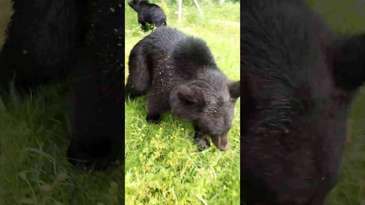 Жалуюсь медведице на дочку. #bear смотреть онлайн