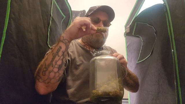 FINALLY!! PERPETUAL TIME!! 3 TENTS. 🍃 🪴 🌱 KING BRITE 600W. 100 sub giveaway. смотреть онлайн