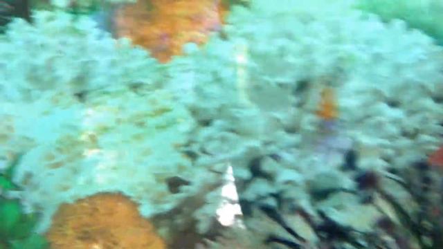 рыбки на даче смотреть онлайн