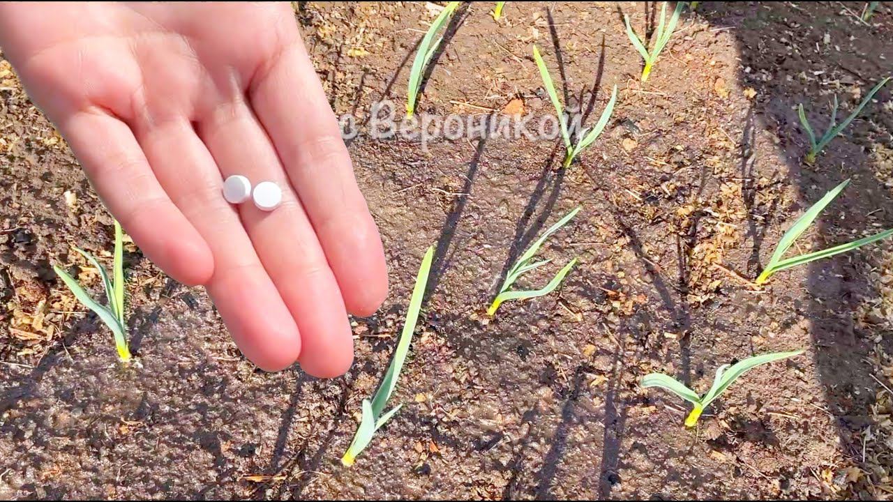 Всего 2 ТАБЛЕТКИ на ведро воды и у чеснока головки вырастут с кулак! ВНЕСИТЕ ПОД ЧЕСНОК В АПРЕЛЕ! смотреть онлайн