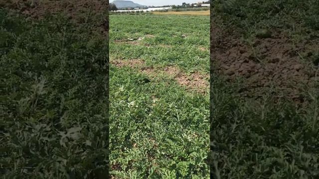 Antalya-Serik’te Karpuz Tarlası... смотреть онлайн