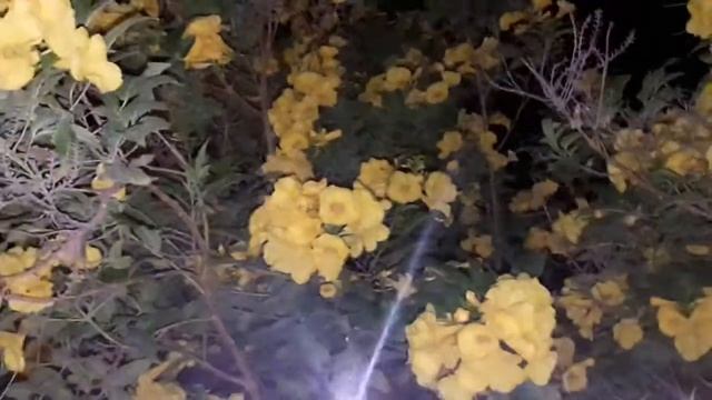 Ритуал - онлайн Чтобы вернулся человек домой срочно. К Иблису. смотреть онлайн