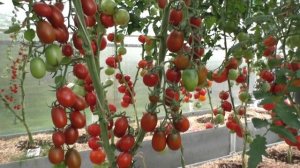 Томат ДЕ БАРАО ЧЕРНЫЙ. Какой он вырастает в моей теплице.