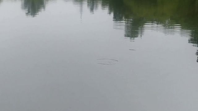 Криветка (Чилим) в Амурке всё реально, ловим криветок.