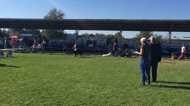 17.09.16 IDS Dnepr Doberman Best of Breed смотреть онлайн