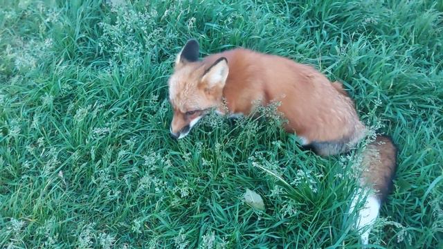 Лисам жарко смотреть онлайн