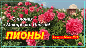 Цветение пионов 24 мая 2023 года / Сад Ворошиловой