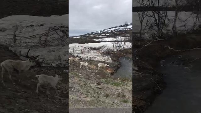 Граница Швеции и северной Норвегии смотреть онлайн