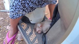 New abandoned girl cry a lot and roll on the ground when KT drop her. poor bb don't want mom go hom