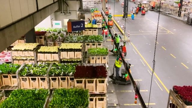 Did You Know?: Royal FloraHolland - Aalsmeer, Netherlands смотреть онлайн