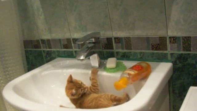 реакция мангуста скорость пантеры смотреть онлайн