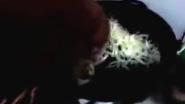 Бычки в томате. Одесский рецепт смотреть онлайн