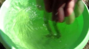 Первая подкормка клубники. Весенний уход за клубникой