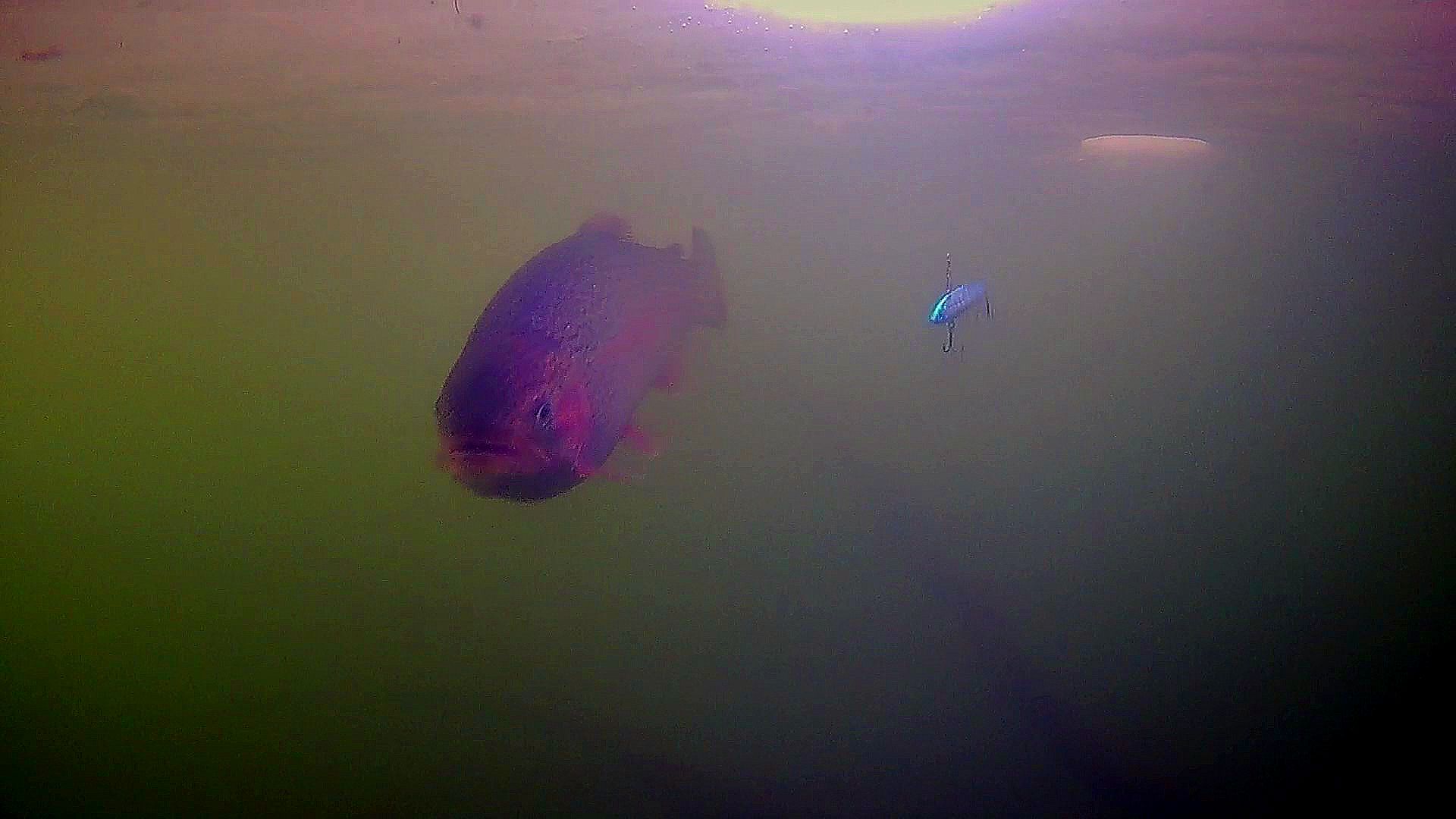 Вы Видели КАК КЛЮЕТ ФОРЕЛЬ На раттлин? смотреть онлайн