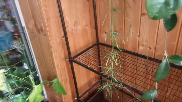 ВСЕ МОИ ХОЙИ / Как посадить хойю / Субстрат для хой